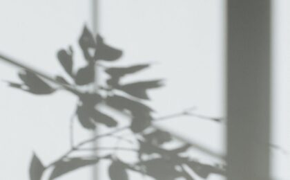 shadow of leaves on a white wall